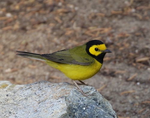 Hooded Warbler