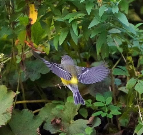 Magnolia Warbler