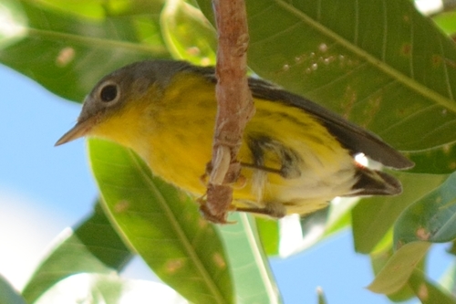 Magnolia Warbler