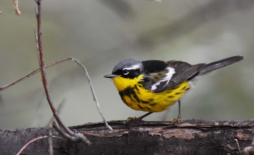 Magnolia Warbler