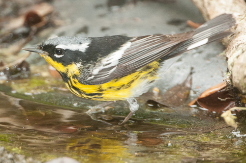 Magnolia Warbler