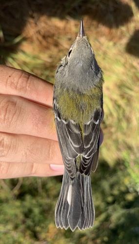 Magnolia Warbler