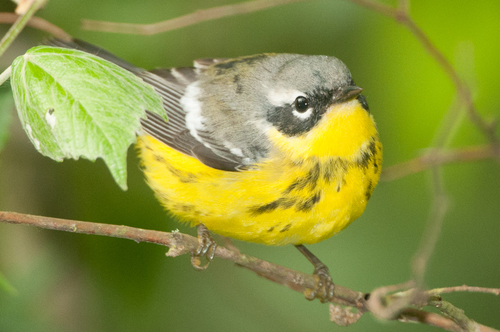 Magnolia Warbler