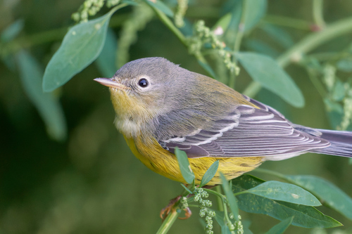 Magnolia Warbler