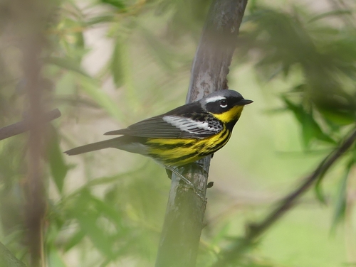 Magnolia Warbler