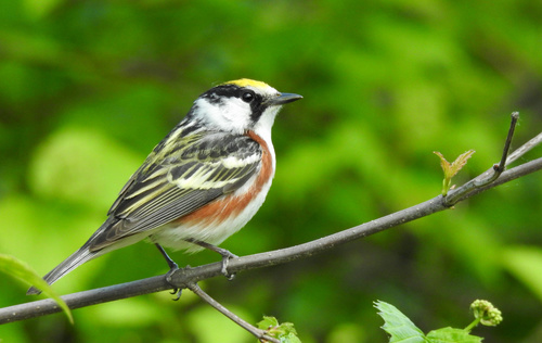 Chestnut-sided Warbler