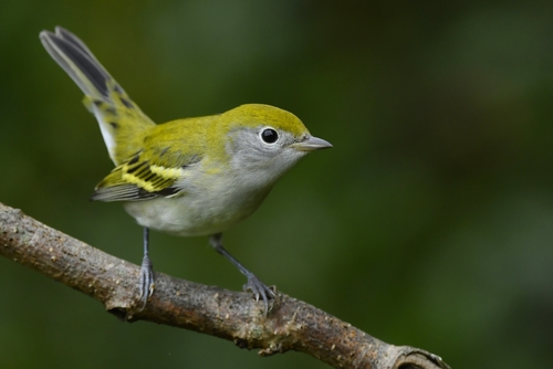 Chestnut-sided Warbler
