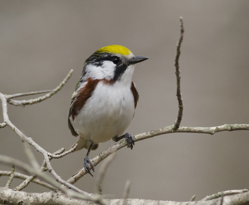 Chestnut-sided Warbler