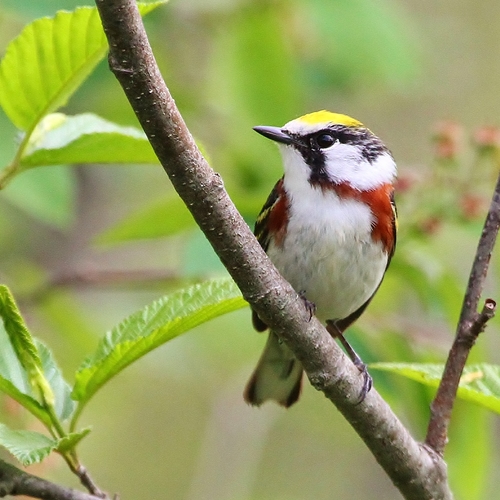 Chestnut-sided Warbler