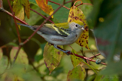Chestnut-sided Warbler