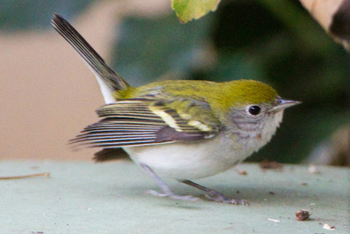 Chestnut-sided Warbler