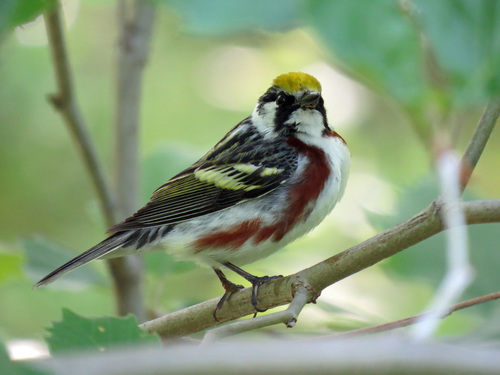 Chestnut-sided Warbler