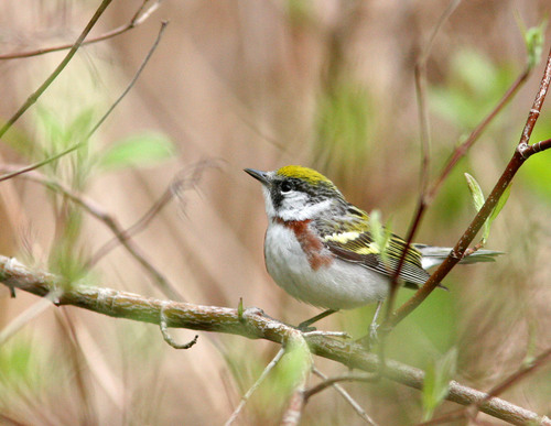Chestnut-sided Warbler