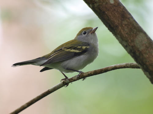 Chestnut-sided Warbler