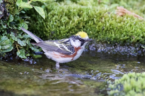 Chestnut-sided Warbler