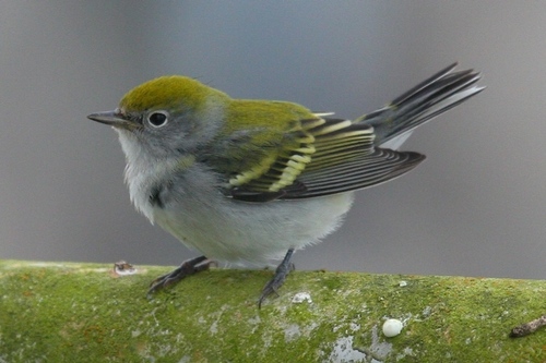 Chestnut-sided Warbler