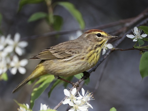 Palm Warbler