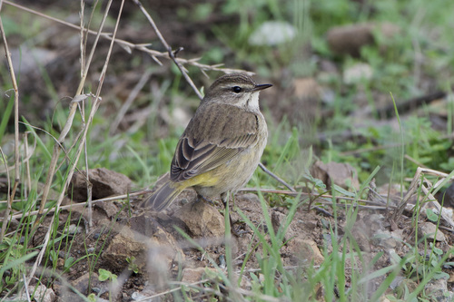 Palm Warbler
