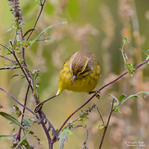 Palm Warbler