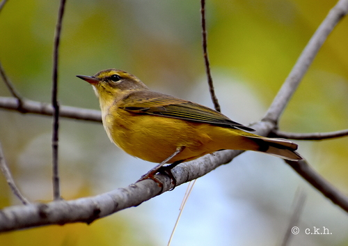 Palm Warbler