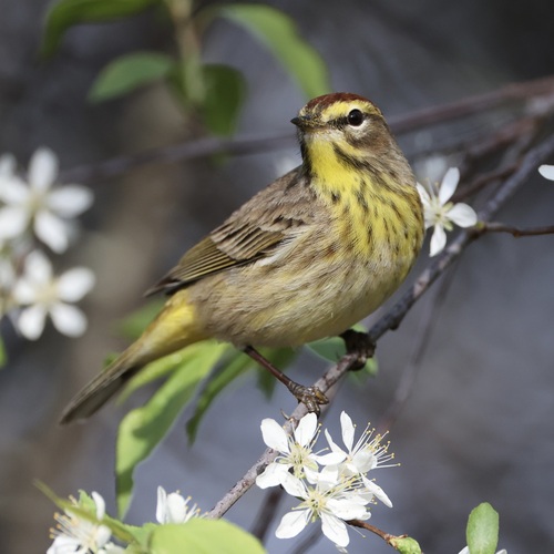Palm Warbler