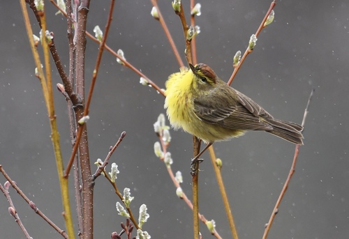 Palm Warbler