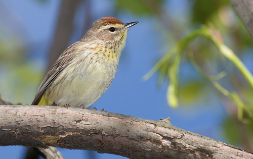 Palm Warbler
