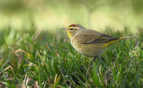 Palm Warbler