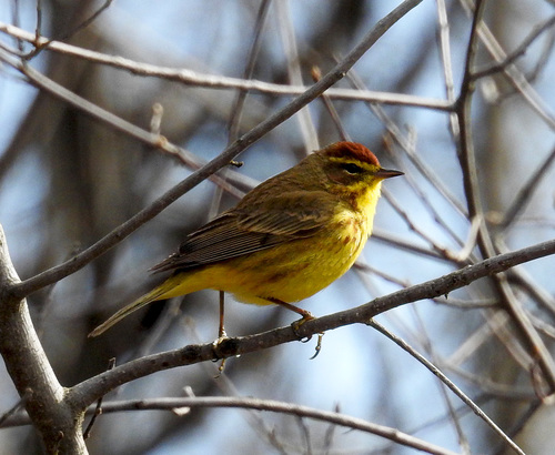 Palm Warbler