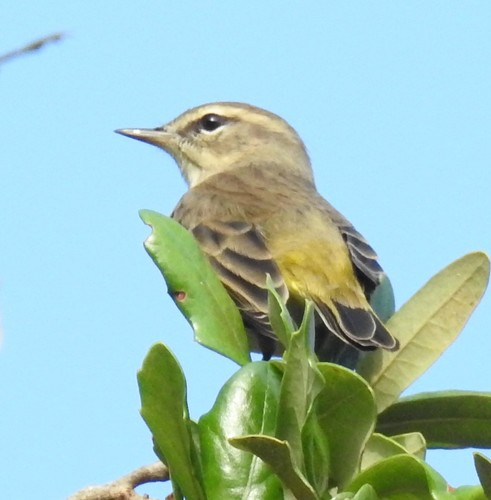 Palm Warbler
