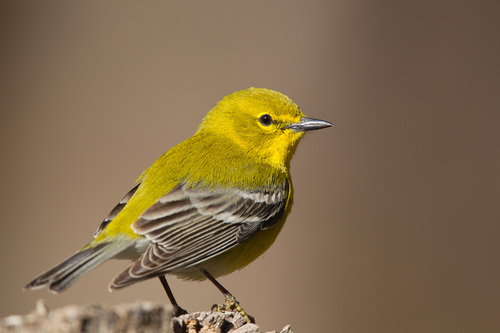 Pine Warbler