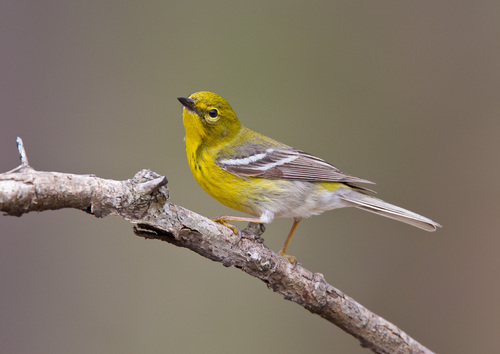 Pine Warbler