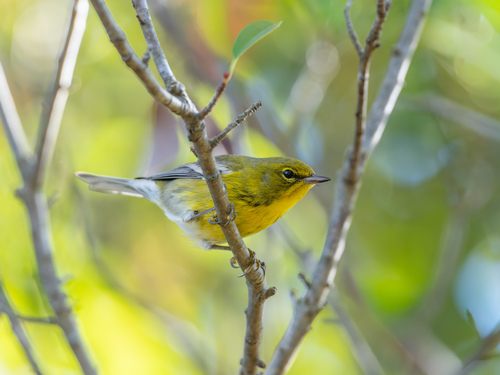 Pine Warbler