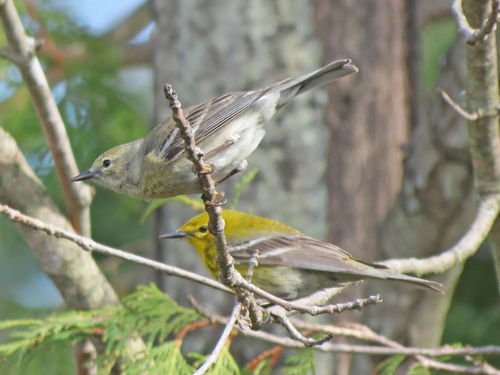 Pine Warbler