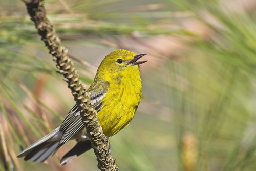 Pine Warbler