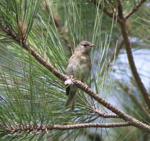 Pine Warbler