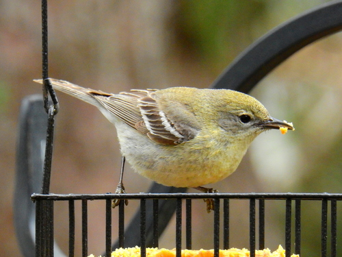 Pine Warbler