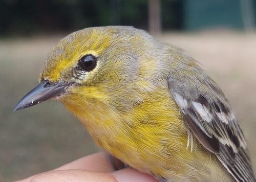 Pine Warbler