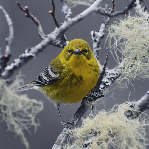 Pine Warbler