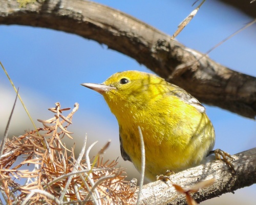 Pine Warbler