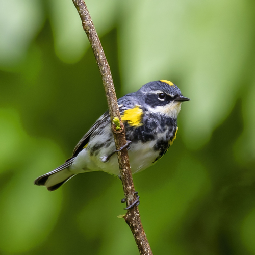 Yellow-rumped Warbler