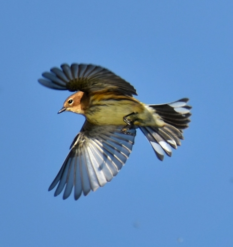 Yellow-rumped Warbler