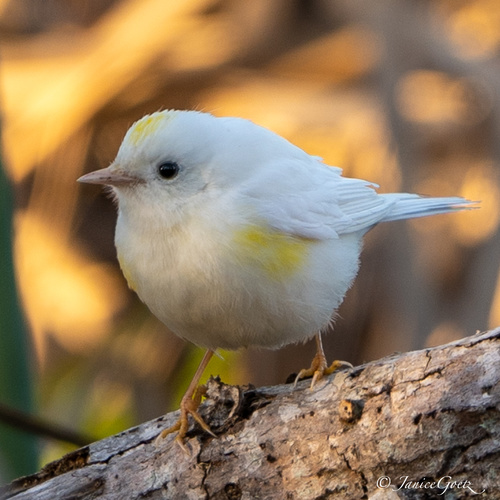 Yellow-rumped Warbler