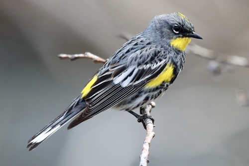 Yellow-rumped Warbler