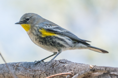 Yellow-rumped Warbler