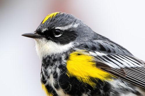 Yellow-rumped Warbler