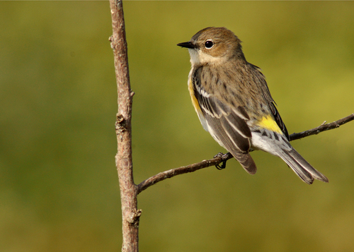 Yellow-rumped Warbler