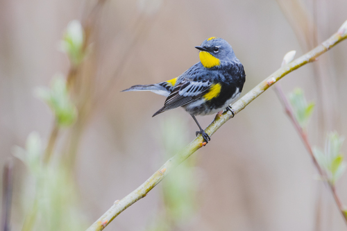 Yellow-rumped Warbler