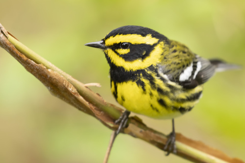 Townsend's Warbler