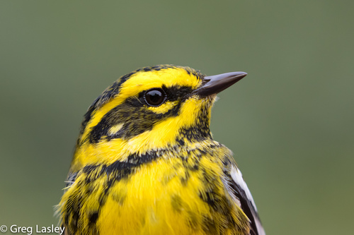 Townsend's Warbler